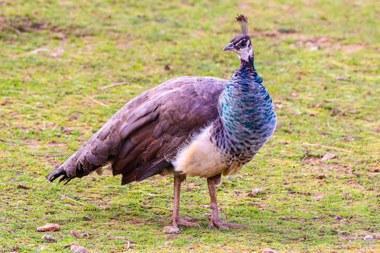 Peacock feeding in a meadow