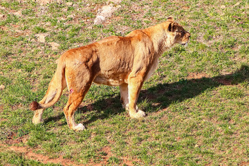 Majestic female lion (Panthera leo) basking in the sun