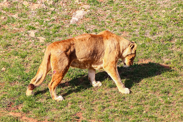 Majestic female lion (Panthera leo) basking in the sun