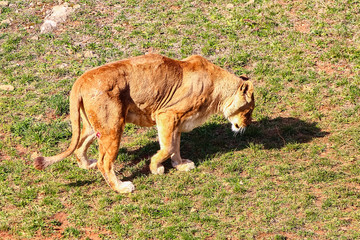 Majestic female lion (Panthera leo) basking in the sun