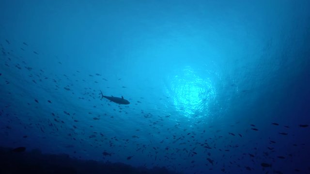 Schools of fish in French Polynesia, POV