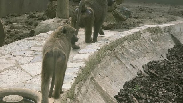Yellow baboons (Papio cynocephalus) at zoo 