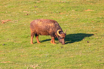 Buffalo in grass field