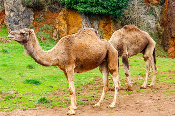 Camel, Dromedary (Camelus dromedarius)