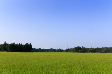 夏の田んぼ