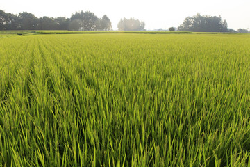 朝もやの田んぼ