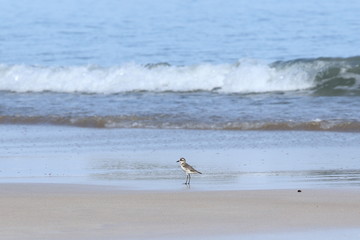 Small Sea Bird on Sandy beach looking for crab food