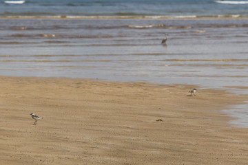 Fototapeta na wymiar Small Sea Bird on Sandy beach looking for crab food