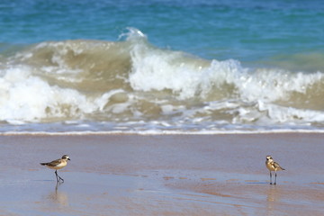 Small Sea Bird on Sandy beach looking for crab food