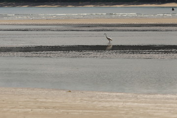Small Sea Bird on Sandy beach looking for crab food