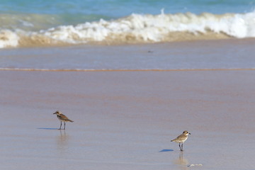 Small Sea Bird on Sandy beach looking for crab food