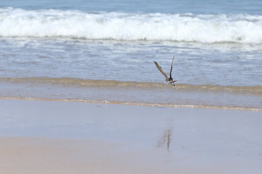 Small Sea Bird on Sandy beach looking for crab food