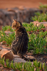cat in the garden
