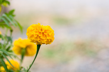 Obraz premium Marigold flower in the garden with copy space