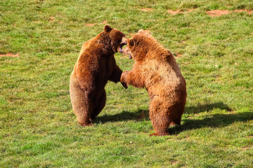 Bears fighting (Ursus arctos) in north Spain