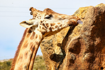 Giraffe (Giraffa camelopardalis) head and face, sucks the rock to obtain vitamins and minerals