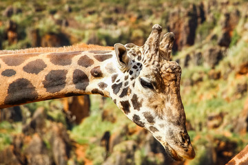 Giraffe (Giraffa camelopardalis) head and face