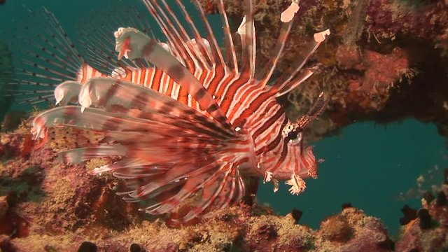 Close up, lionfish floats in reef