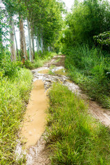 Dirt road The sky is covered with white clouds.