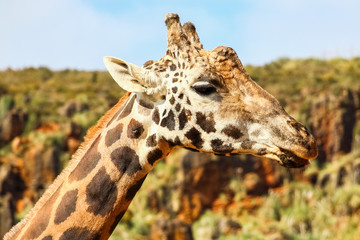 Giraffe (Giraffa camelopardalis) head and face