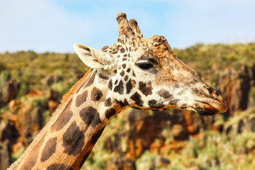 Giraffe (Giraffa camelopardalis) head and face