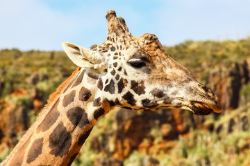Giraffe (Giraffa camelopardalis) head and face