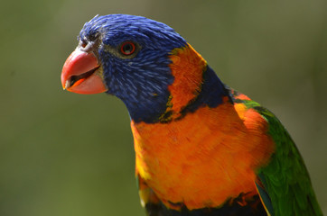 Colourful Parrot