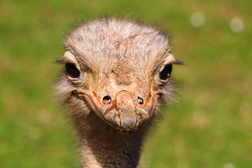 An adult ostrich (Struthio camelus) on a background of green grass. It is the biggest bird in the world