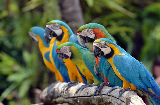 Row of Parakeets