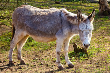 Donkey grazing in a field