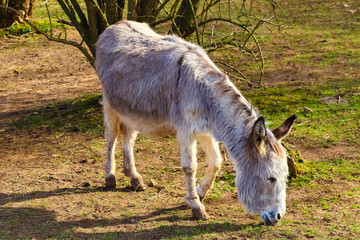 Donkey grazing in a field