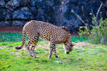 African Cheetah (Acinonyx jubatus) in the grass