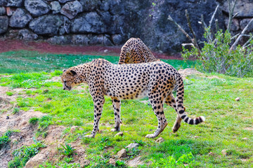African Cheetah (Acinonyx jubatus) in the grass