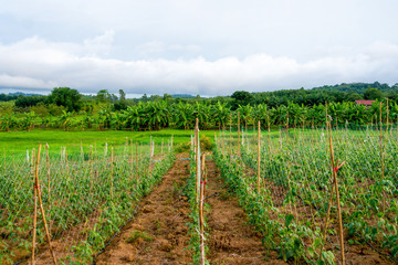 Bean farm