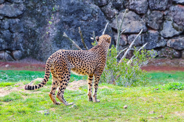 African Cheetah (Acinonyx jubatus) in the grass