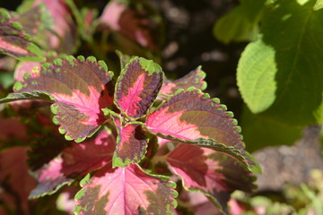 Small bush/shrub with burgundy and green leaves, a Coleus Plant
