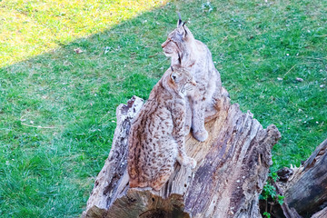 Eurasian lynx (Lynx lynx)