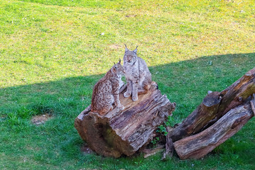 Fototapeta premium Eurasian lynx (Lynx lynx)