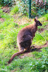 Wallaby, small- or mid-sized macropod found in Australia and New Guinea