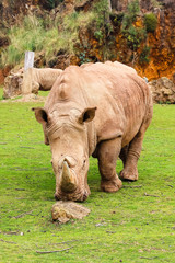 Obraz premium White rhinoceros or White Rhino, Ceratotherium simum, with big horn in Cabarceno Natural Park