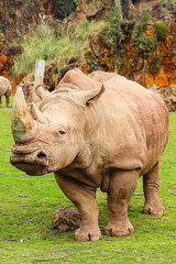 Fototapeta premium White rhinoceros or White Rhino, Ceratotherium simum, with big horn in Cabarceno Natural Park
