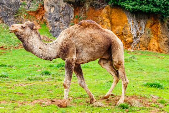 Camel, Dromedary (Camelus Dromedarius)