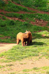 Obraz na płótnie Canvas Bear cubs (Ursus arctos) in north Spain