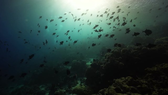 school of tropical trigger fish in sunset backlight on a coral reef, French Polynesia
