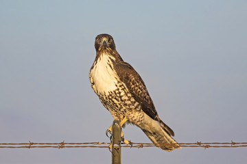 Hawk bird of prey at dusk