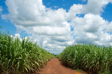 Sugar cane and mountain farm