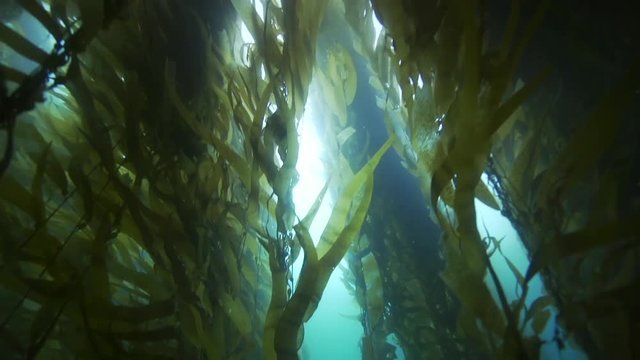 Large kelp forest in ocean