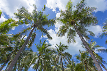 Palm trees with blue sky