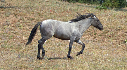 Wild Feral Horse - Blue Roan yearling mare running in the Pryor Mountains Wild Horse Range in Montana United States