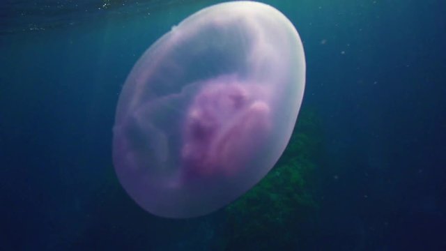 Jellyfish swims in slow motion, close up